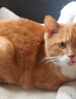 Charly sucht liebe Menschen - Friedberg