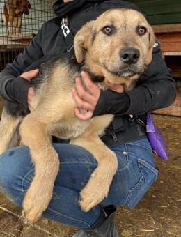 NELIO ~ ganz tapferer Hundemann - Duisburg