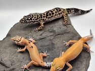 Traumhaft schöne Leopardgeckos super zahm - Jüchen