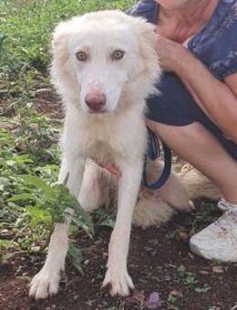 Fiocco - Rieden (Rheinland-Pfalz)