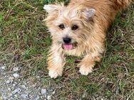 💞Pici 💞4-jährige Norwich Terrier Mix - Kassel