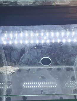 Gebe ab 2 Nano Cube Dennerle - Bovenden