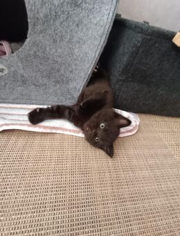 Katzenbaby BHK mix - Worms