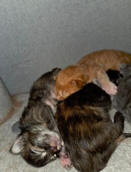 2 weibliche Maine-Coon Kitten suchen liebevolles zuhause - Radevormwald (Stadt auf der Höhe)