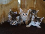 Katzenbaby-Babykatze- Babykater-Kater-Katze-Kitte - Wildau