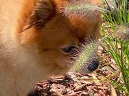 Liebevoller und kinderfreundlicher Pomeranian Spitz Rüde ist auf der Suche nach einem neuen Zuhause - Edemissen