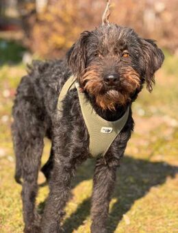 Chess Herzenshund sucht ein Zuhause - Berlin