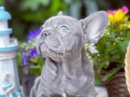 Zuckersüße französische Bulldogge Blue tan Welpen aus liebevoller Familienzucht - Lüdenscheid Zentrum