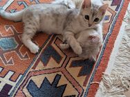 Bengal/BKH mix suchen ein liebevolles Zuhause 🐾 - Brackenheim