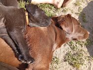 Labrador Welpen - Golßen
