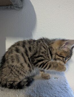 Bengal Mix Kater - Kempen Sankt Hubert
