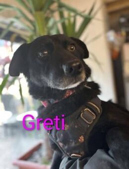 🐾🐾Greti sucht ein Zuhause🐾🐾 - Elsenfeld