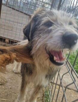Boomer; gestandener Veteran - Geilenkirchen