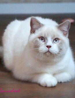 Britischkurzhaarkaterchen mit Stammbaum - Lamerdingen