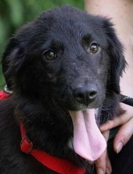 Livea Anschmiegsames Welpenmädchen - Obertshausen