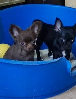 Süße Chihuahuawelpen, 2 Rüden, 1 Hündin - Chemnitz