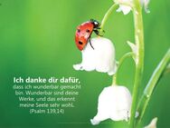 Christliche Postkarten der Edition Katzenstein - Postkarte: "Marienkäfer auf Maiglöckchen" - Karten mit Tiefgang - NEUWARE - Wilhelmshaven Zentrum