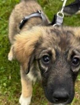 Feya sucht ihre Familie - München