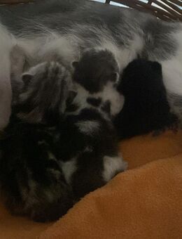 Baby kitten - Herne Eickel