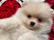 Pomeranian Zwergspitz - Norderstedt