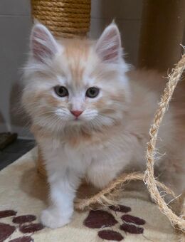 Reinrassige rote Maine Coon Kitten suchen liebevolle Zuhause - Dorsheim