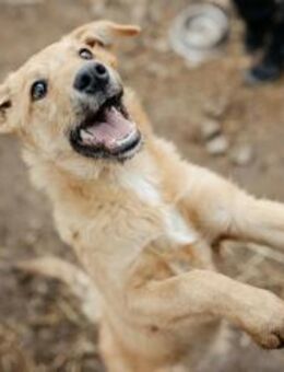 Gaio - verschmust & sanft 💕 - Kallmünz