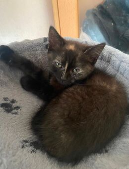 Katzen babys - Berlin Spandau
