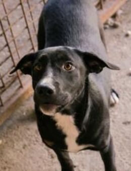 CIARA - stolz und anhänglich - Overath