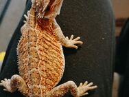 Pogona Viticeps NZ05/24 - Hamburg Hamburg-Nord