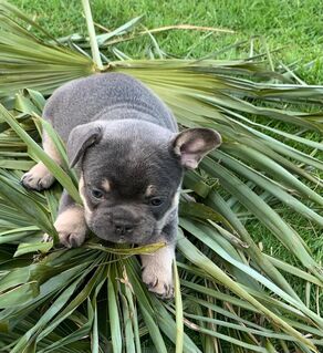 Sportliche Franz Bulldoggen Welpen