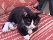 Kater kitten - Gumtow
