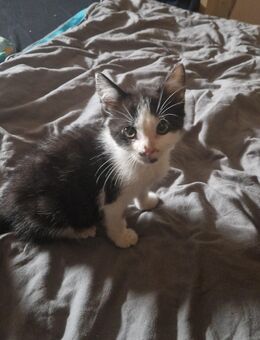 Liebevolle Katzenbabys suchen ein neues Zuhause - Dettelbach