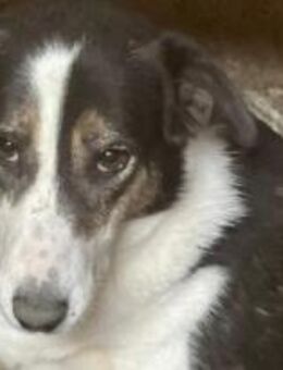 Maneli blickt nach vorne 🐾 - Elsdorf (Nordrhein-Westfalen)