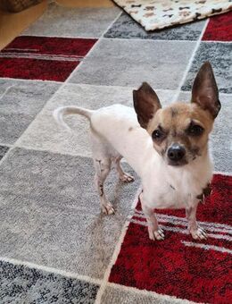 Noah 3-jähriger Chihuahua - Kassel