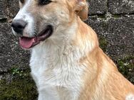 Pele-Prachtkerl für Freunde großer Hunde - Mettmann