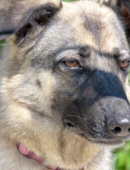 Bruna 2 -Angsthund, 7 Jahre Tierheim- - Oldenburg