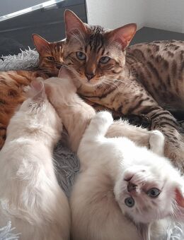 Snow Mink Bengal Kitten. Bengal Kitten. Bengal Katzen. Snow Mink - Essen