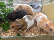 Goldhamster weiblich - Altötting