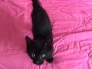 Smokey aus dem Tierschutz - Grevenbroich