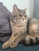 Europähisch Kurzhaar Kater in 81245