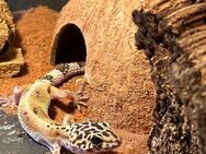 Leopardgecko Weiblich - Betzenstein Zentrum