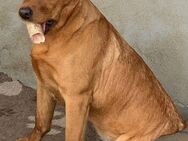 Wurfvoranzeige foxred Labradorwelpen - Dormagen