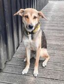 Trusky: Sensibler Jungspund sucht neue Sicherheit! in 81667