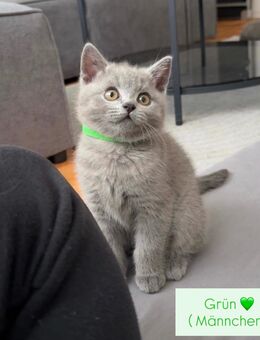 BKH Kitten - Lüdenscheid