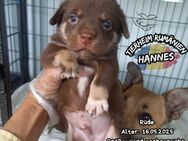 HANNES - bist du mein Herzensmensch? - Waakirchen