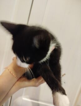 Katzenbabys suchen ein neues zu Hause - Norderwöhrden