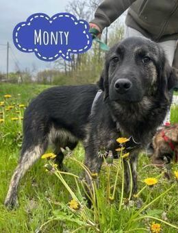 Monty besucht Liebe - Mannheim