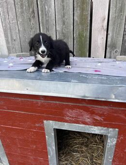 Oliver sucht ein Zuhause - Leipzig