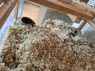 Rennmäuse mäuse Maus mit Käfig kleintier - Heinsberg