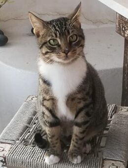 Schmusekater Rico sucht Zuhause - Bergkirchen